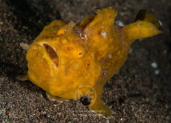 Painted frogfish - Antennarius pictus by Arno Enzo 